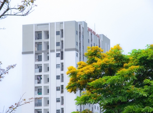Có những buổi sáng, bước chân ta như chậm lại trên những lối nhỏ quanh đô thị